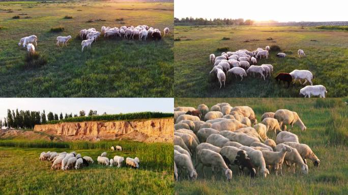 牧场羊群放养养殖业 散养生态养殖绵羊