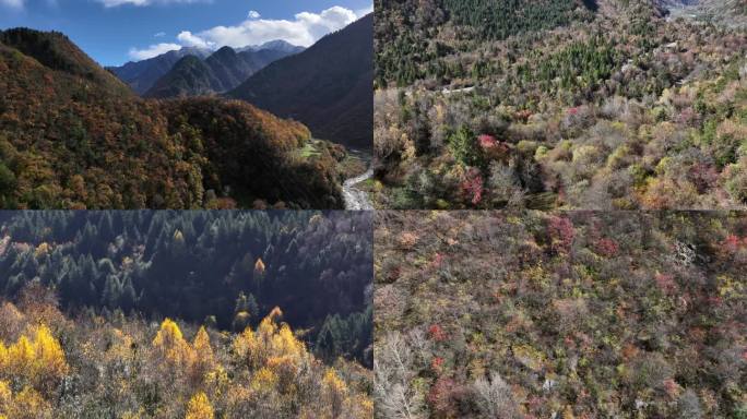 4K航拍川西秋季唯美彩林 秋景