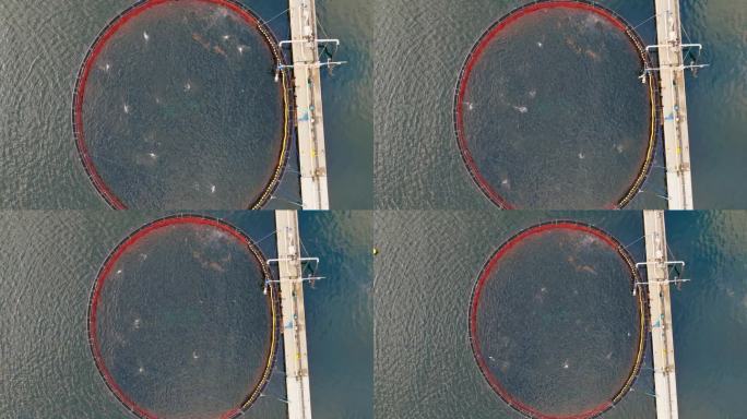 大西洋鲑鱼跳跃在圆形海洋鱼圈，商业水产养殖。空中
