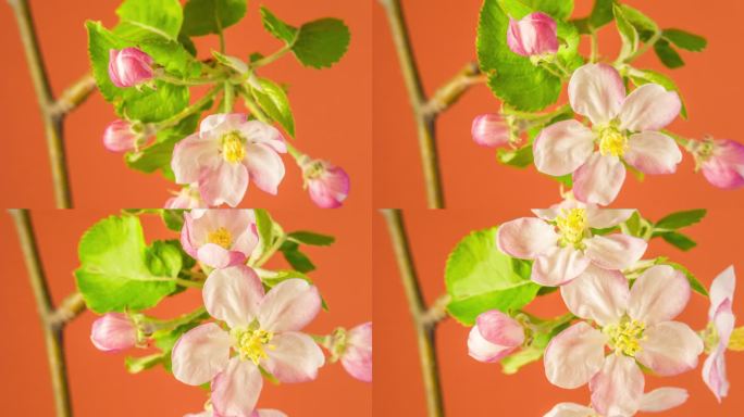 一棵苹果树，白色的花朵盛开，生长在棕色的背景。海棠盛开的花。