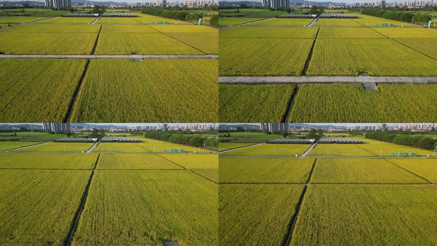 广州增城丝苗米稻田公园