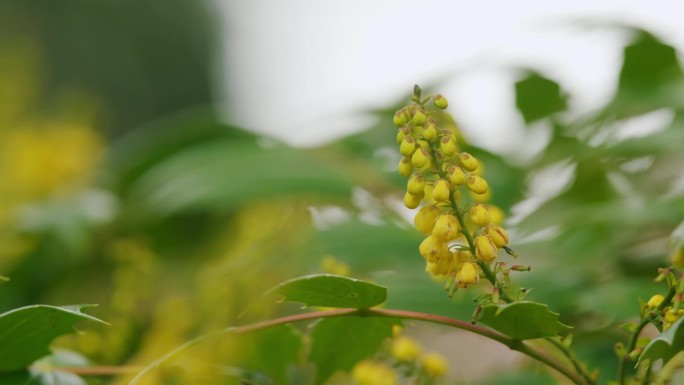 春园里的水仙花。黄色花俄勒冈葡萄Mahonia Aquifolium植物。关闭了。