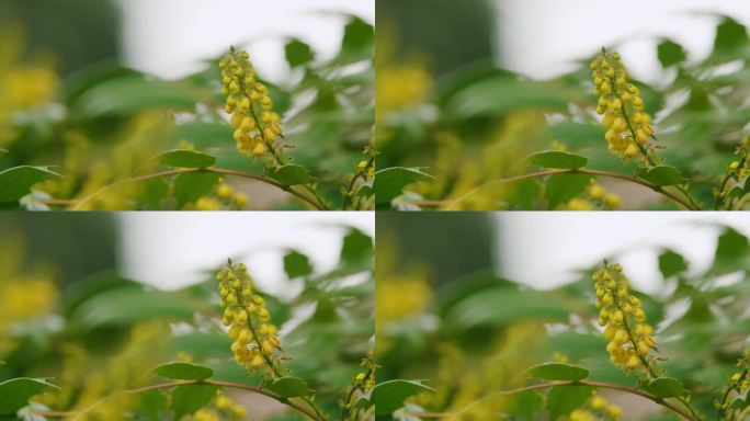 春园里的水仙花。黄色花俄勒冈葡萄Mahonia Aquifolium植物。关闭了。