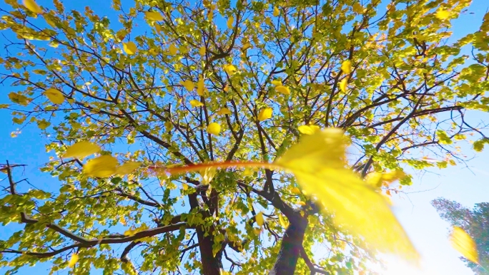 原创 冬至前雪后黄叶树叶飘落