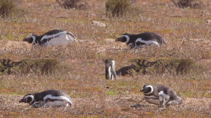 麦哲伦企鹅鸟瀑布摔倒了几次，然后以一种笨拙的方式重新站起来，在岸边的干草地上行走
