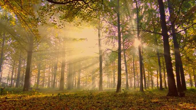 早晨 阳光  银杏林 树林 森林