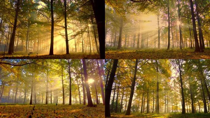 早晨 阳光  银杏林 树林 森林