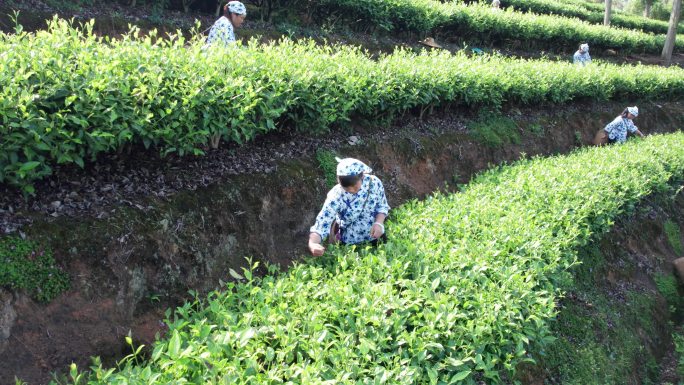 茶田采茶