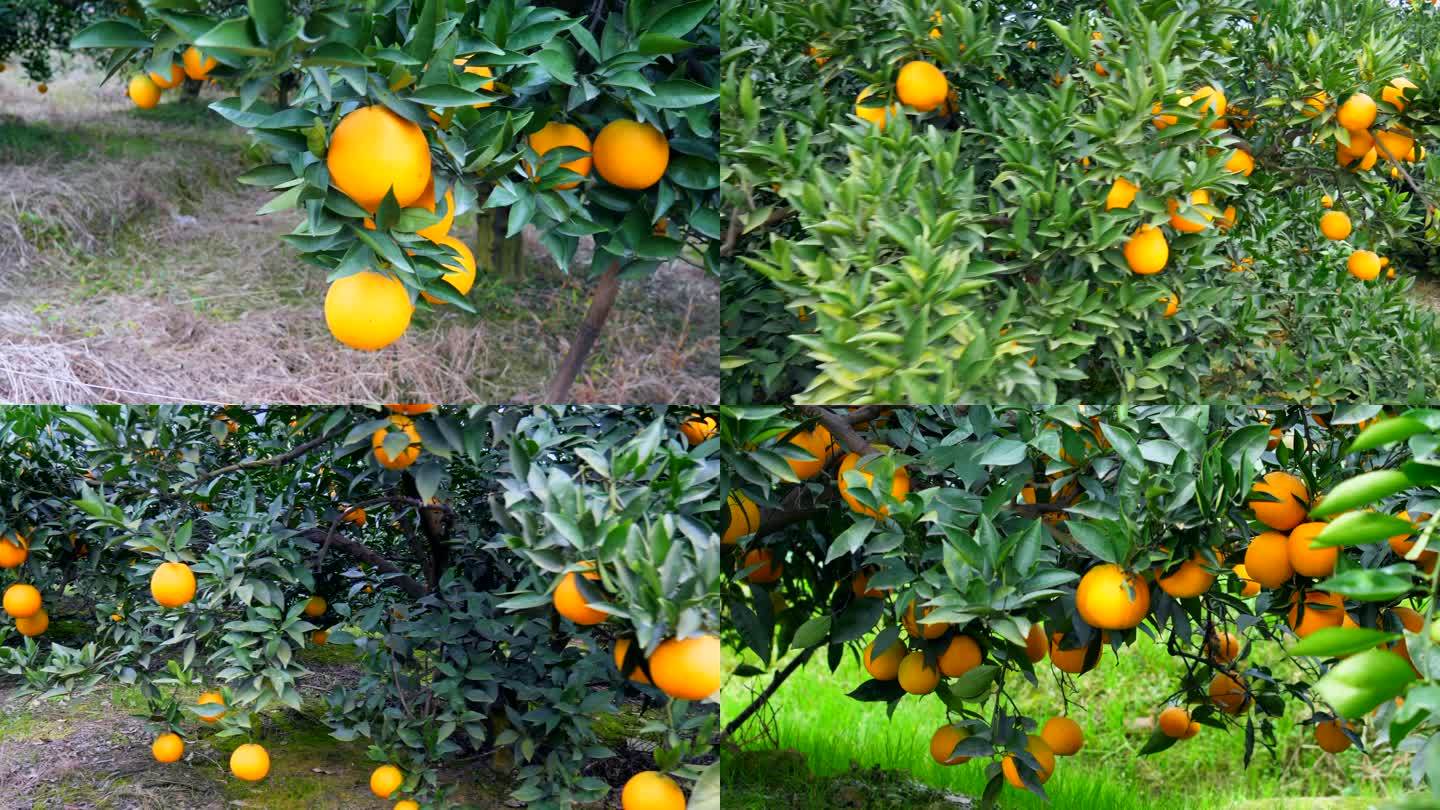 果园脐橙实拍7