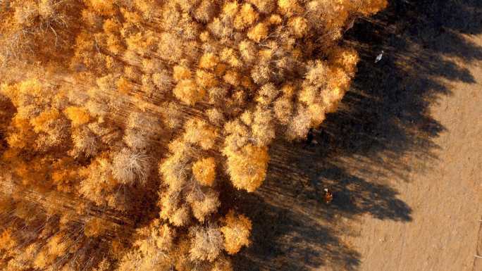 4K航拍乌兰布统草原秋季金色白桦林