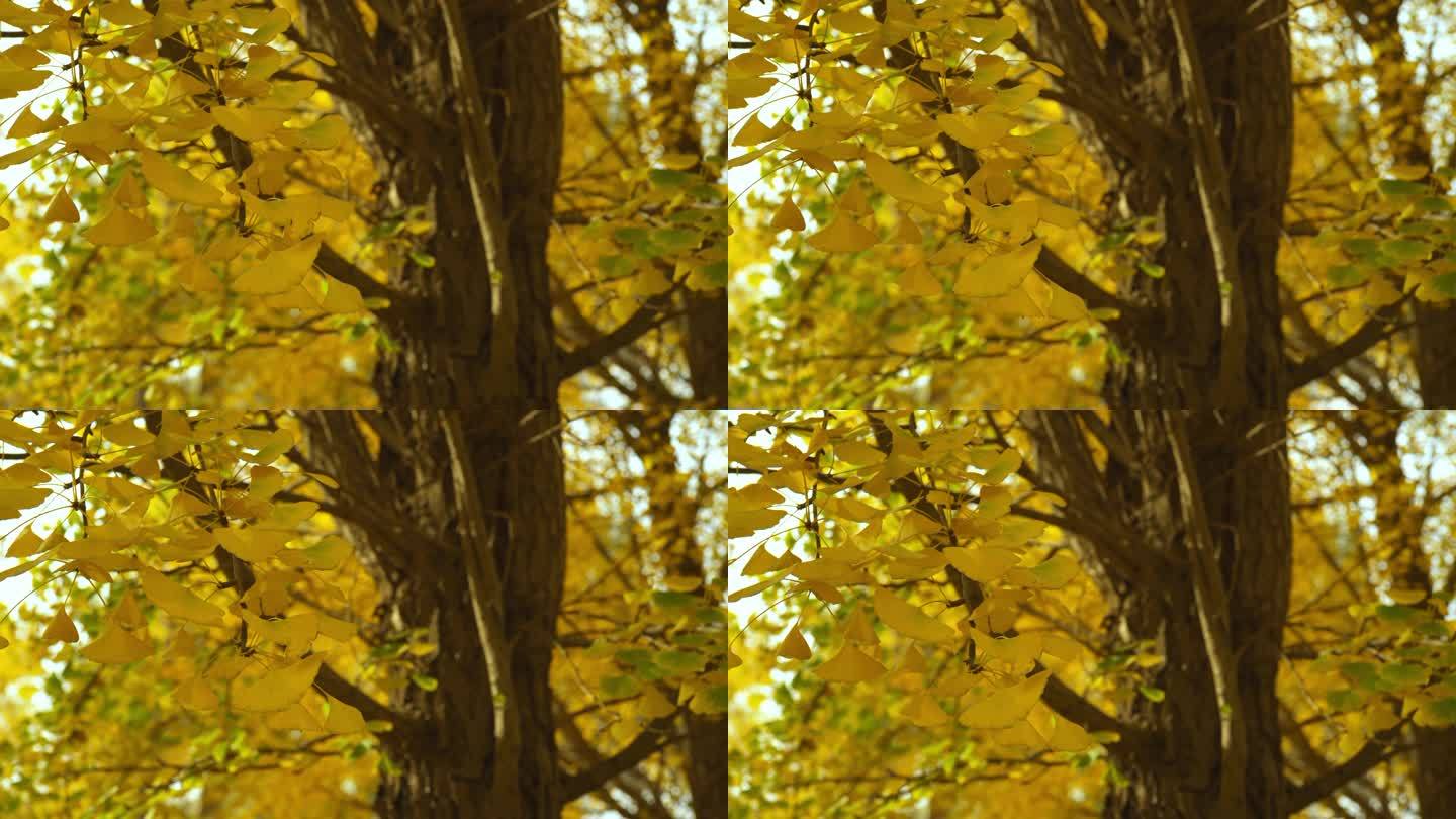 4K银杏树叶，升格镜头。