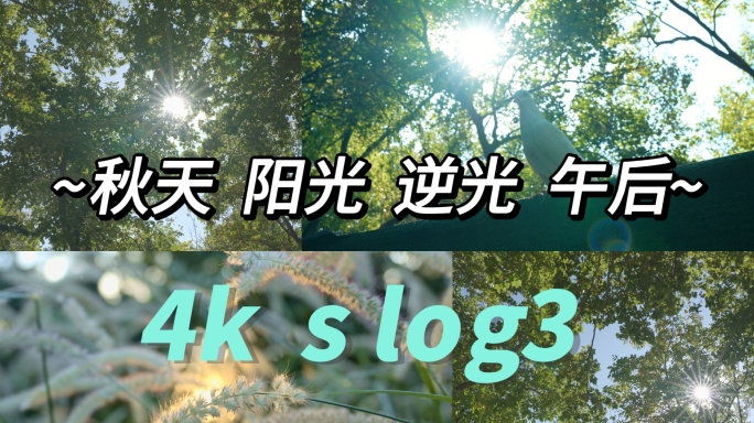 4k 深秋 逆光树木  清晨  温馨画面