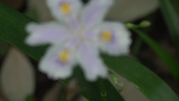 蝴蝶花正面特写 蜜蜂停留在蝴蝶花采蜜