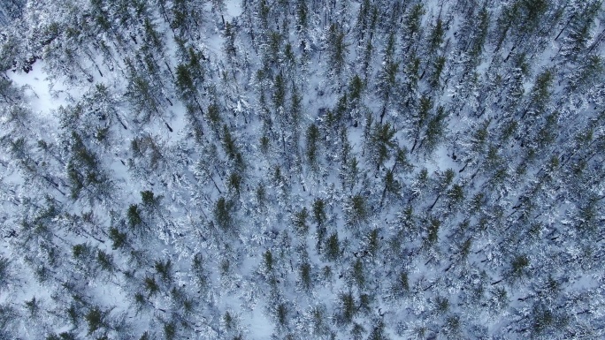 雪山 森林