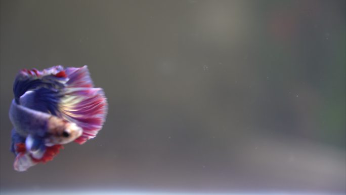 一条美丽的紫色的斗鱼