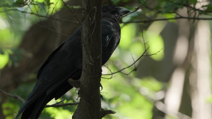 大喙乌鸦(Corvus macrorhynchos)或丛林乌鸦栖息在树枝上环顾四周，并以慢动作飞离