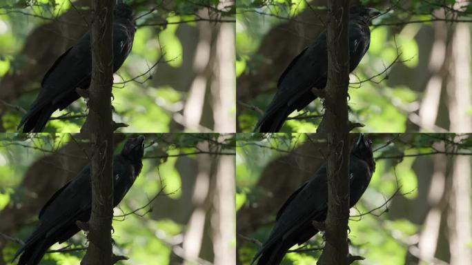 大喙乌鸦(Corvus macrorhynchos)或丛林乌鸦栖息在树枝上环顾四周，并以慢动作飞离