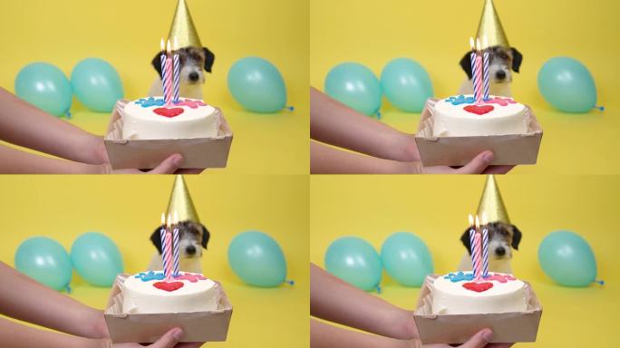 狗模糊了，把注意力放在蛋糕上。快乐的狗狗戴着派对帽庆祝生日，无法辨认的女主人手里拿着生日蛋糕问候宠物