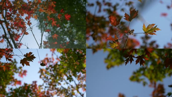 秋日红黄枫叶
