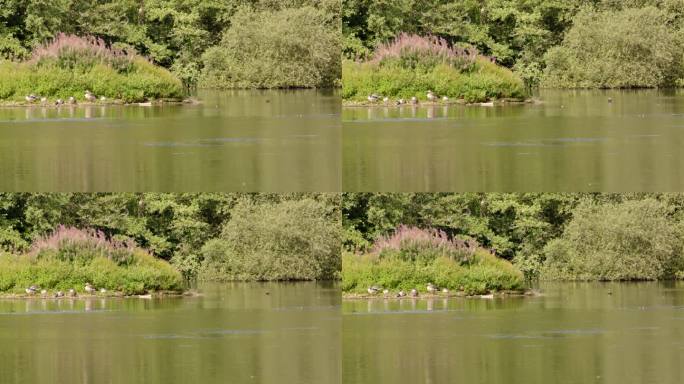 一只大鸬鹚和鹅在斯帕汉姆湖上清理自己，在自然保护区向西看湖