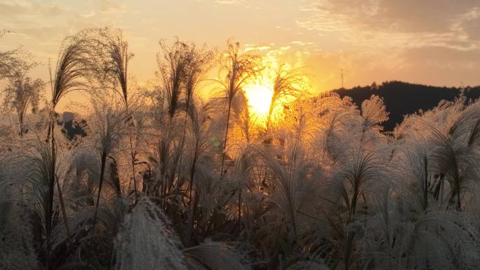 秋天傍晚夕阳晚霞落日芒草芦花唯美安静实拍