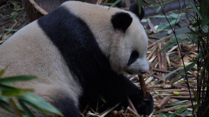 憨态可掬的国宝熊猫吃竹子