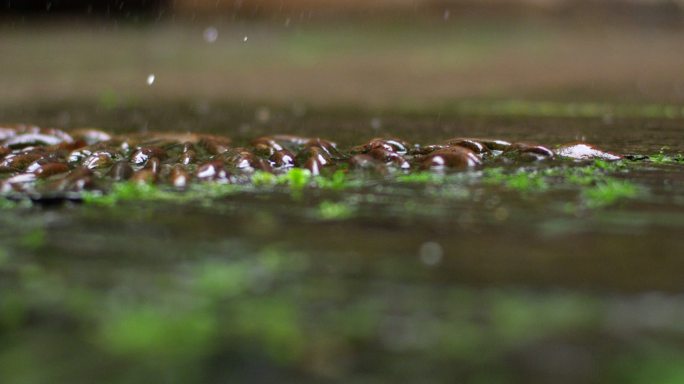 雨滴 鹅卵石 绿意