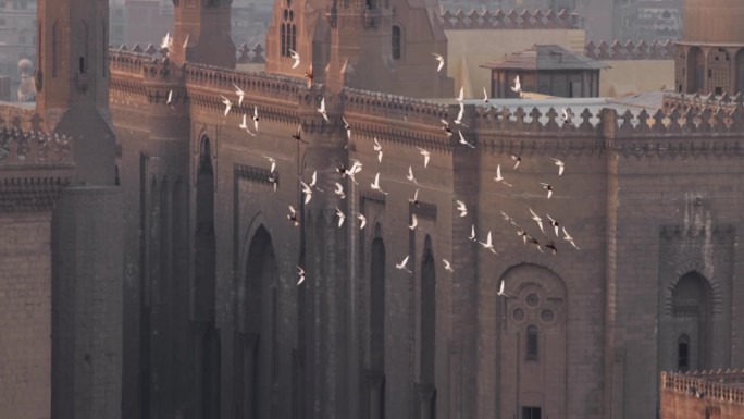 埃及开罗，苏丹哈桑清真寺的背景下，鸽子的慢动作镜头。城市里的鸟