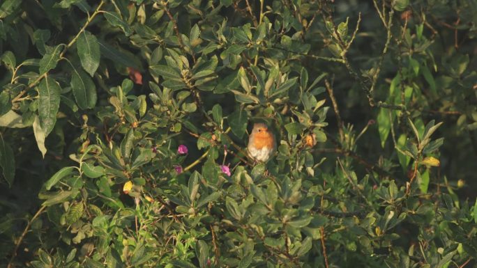 一只欧洲知更鸟坐在灌木丛中