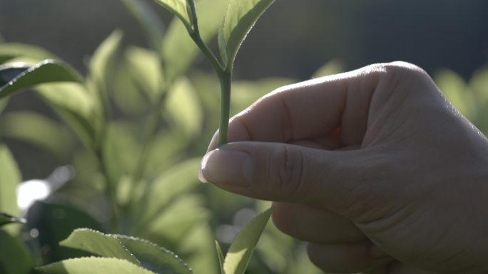 茶叶茶山茶艺茶园普洱采茶茶红茶绿茶春茶茶