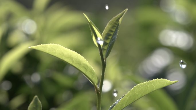 茶叶茶山茶艺茶园普洱采茶茶红茶绿茶春茶茶