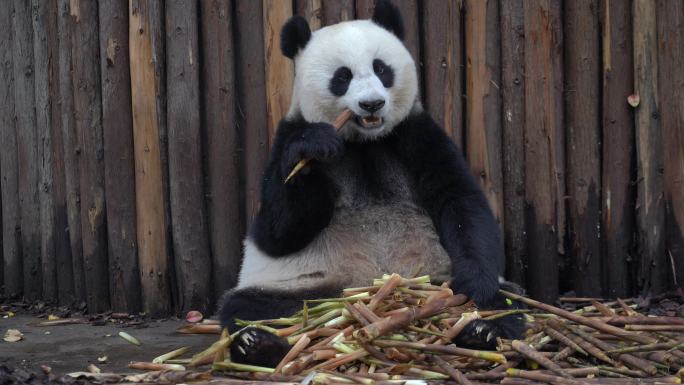 憨态可掬的国宝大熊猫吃竹子