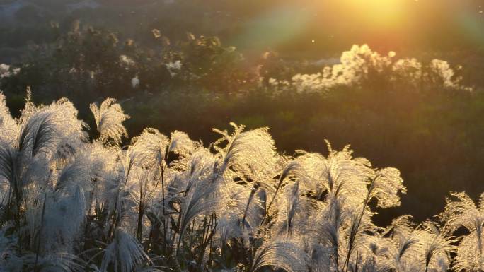 秋天傍晚夕阳落日芒草白色芦花实拍原素材