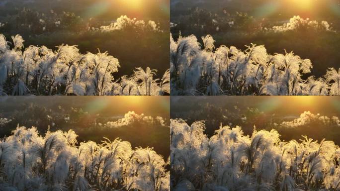 秋天傍晚夕阳落日芒草白色芦花实拍原素材