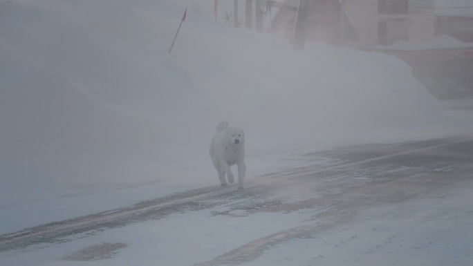 白色的狗在暴风雪和强风中走在街上。