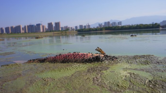 河水污染死鱼身上爬满苍蝇