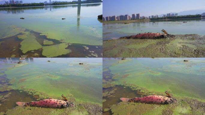 河水污染死鱼身上爬满苍蝇