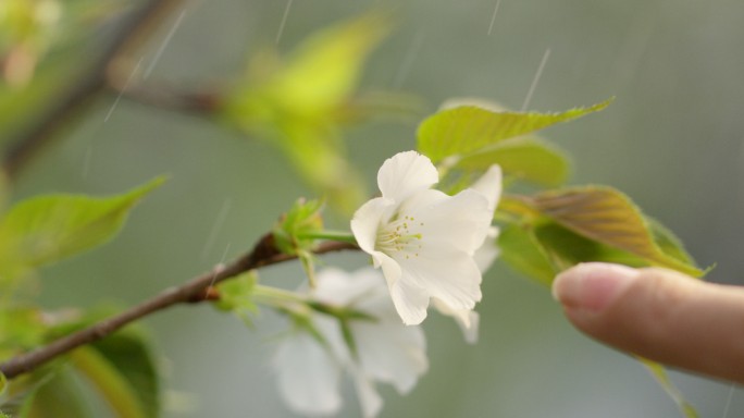 海棠 绿叶 细雨 5