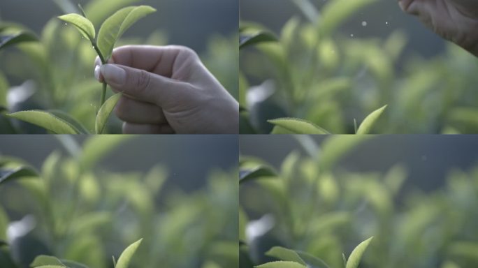 茶叶茶山茶艺茶园普洱采茶茶红茶绿茶春茶茶