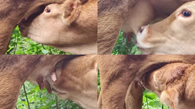 牛犊吃奶养殖场黄牛牛犊母牛哺乳吃奶的小牛