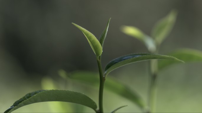 茶叶茶山茶艺茶园普洱采茶茶红茶绿茶春茶茶