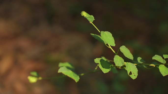 阳光照射在小植物上面