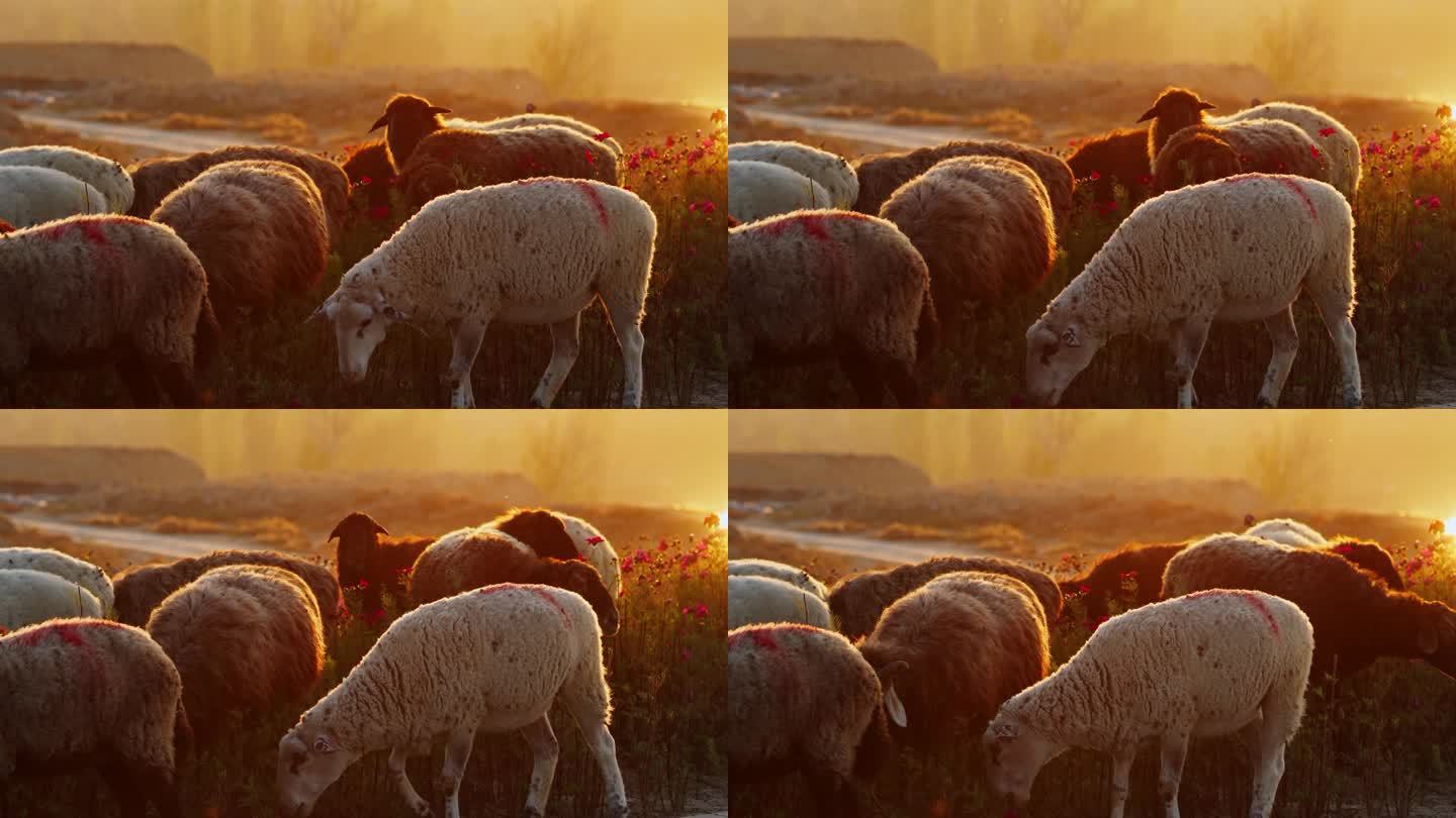 黄昏新疆农村的羊群