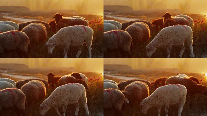 黄昏新疆农村的羊群