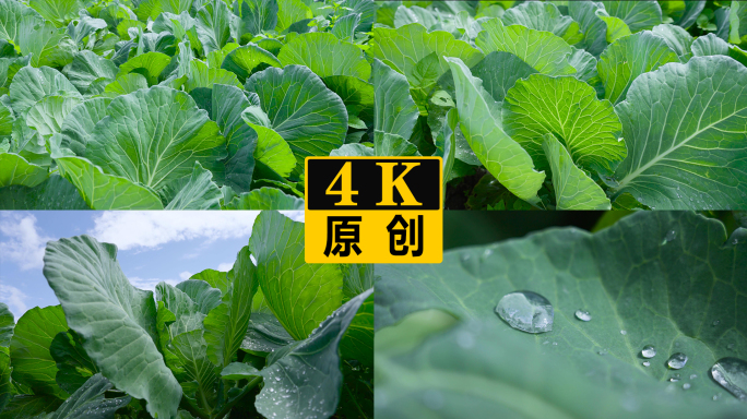 农家菜园子卷心菜包菜蔬菜种植基地