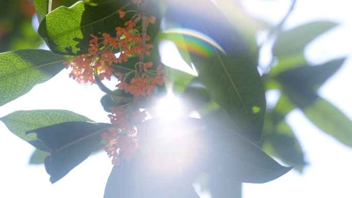 桂花树桂花桂花香桂香金桂桂花园林桂花桂花