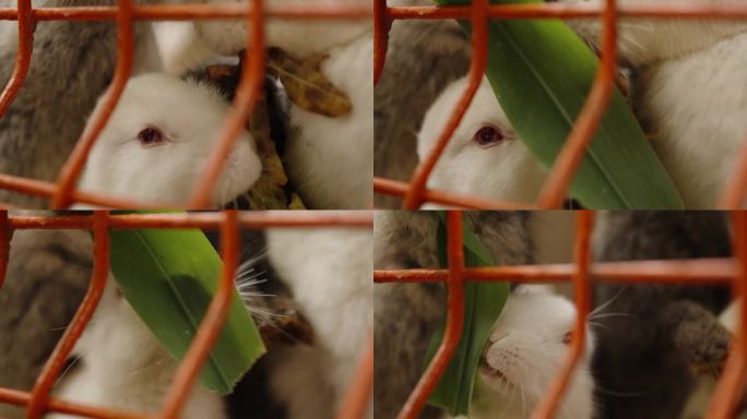 白兔和灰兔在慢动作中争夺食物，从对方身上偷东西，咀嚼树叶。