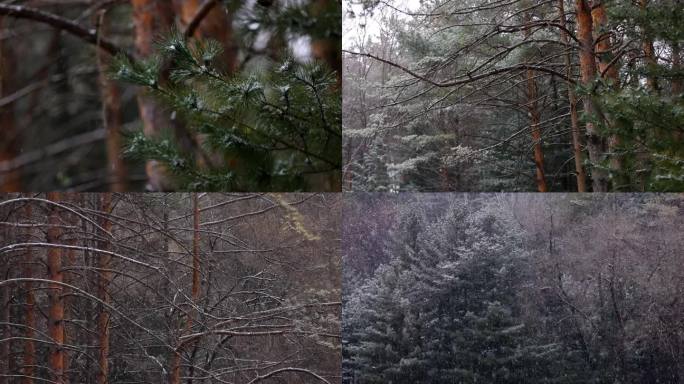 雪中的松树 大雪压青松