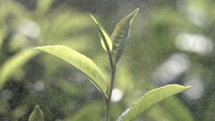 茶叶茶山茶艺茶园普洱采茶茶红茶绿茶春茶茶