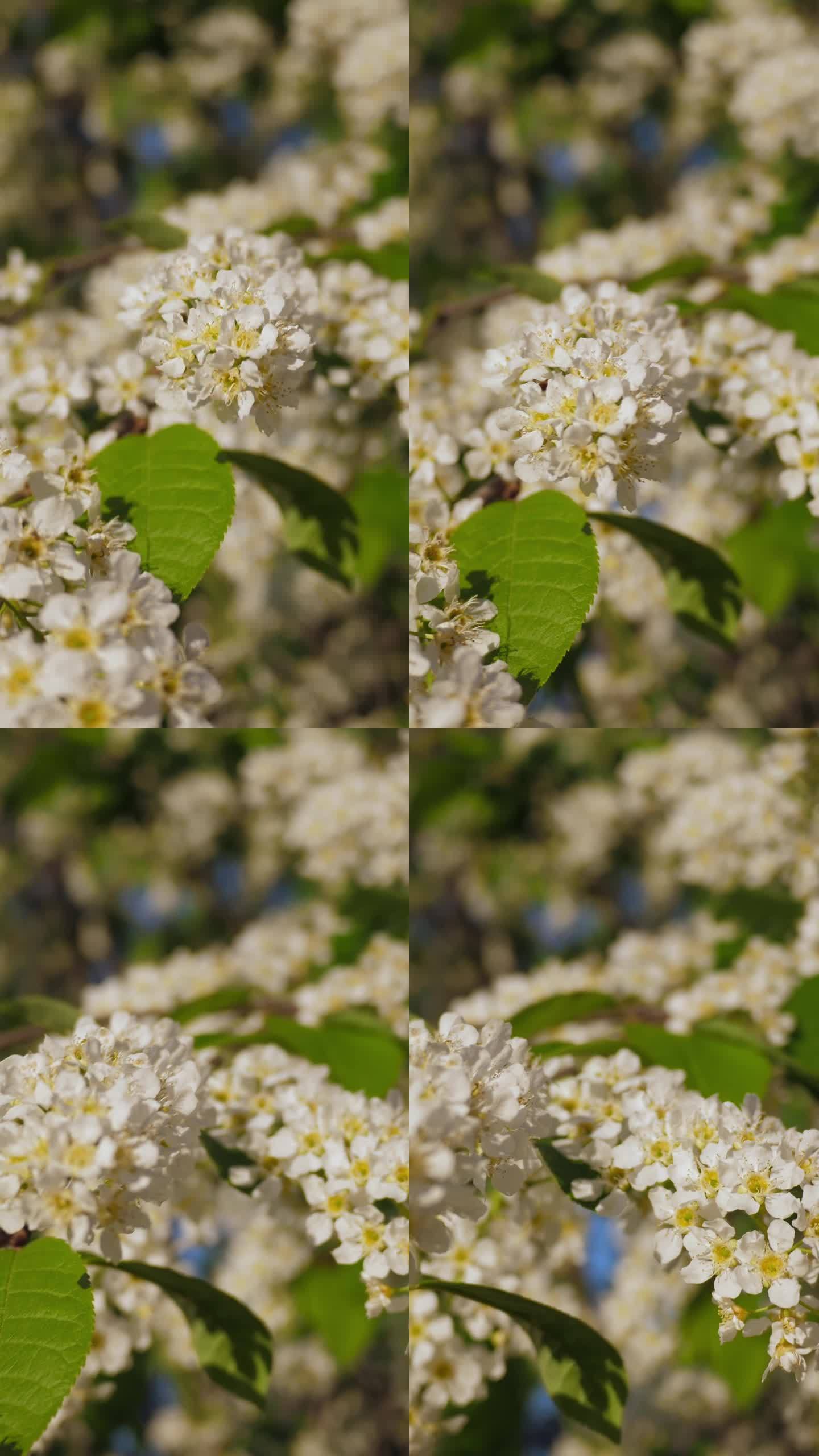 摄像机沿着开花的小鸟樱桃枝移动，垂直拍摄。